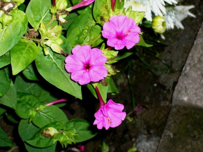 Mirabilis Jalapa 026.jpg