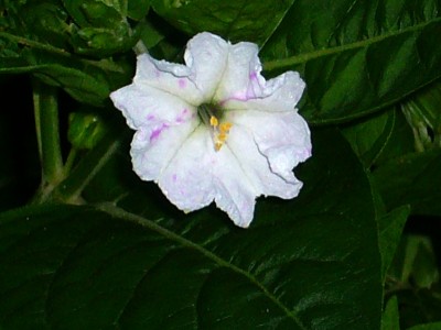 Mirabilis Jalapa 023.jpg