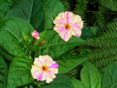 Mirabilis Jalapa 011.jpg