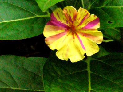mirabilis jalapa 003.jpg