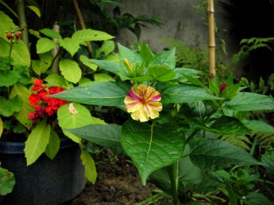 mirabilis jalapa 001.jpg