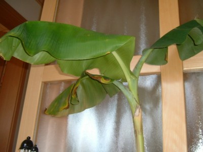DSCF0163.JPG