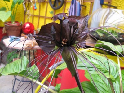 Tacca3.jpg