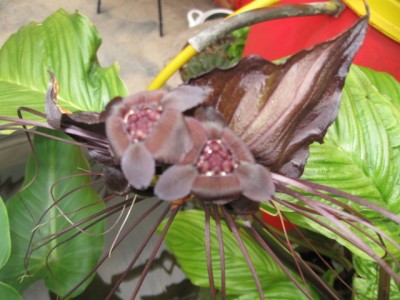 Tacca1.jpg