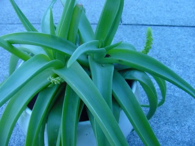 Bulbine 3 Blüten nah.jpg