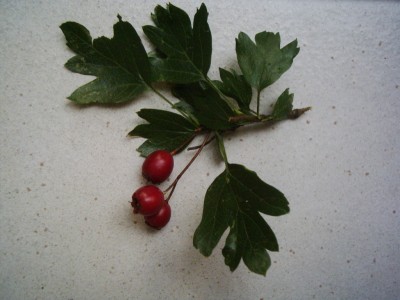 DSCI0009.JPG