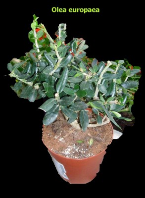 Olea europaea.JPEG