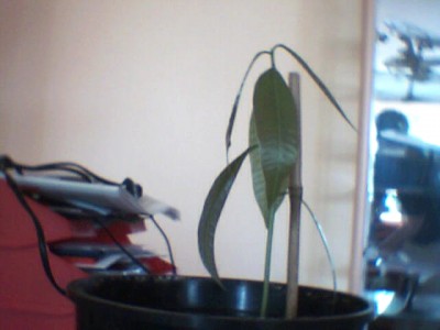 Picture 31.jpg