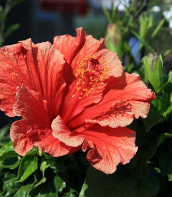 hibiscus-rot.jpg