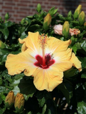 hibiscus-gelb.jpg