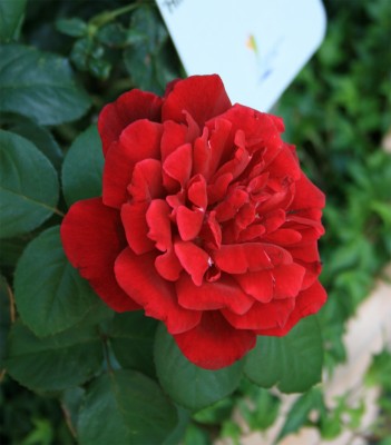 Duftrose-Hildegard-von-Bing.jpg