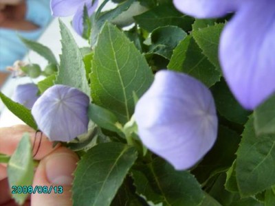 PICT0139.JPG