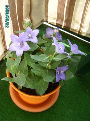 PICT0190.JPG