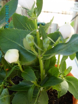 PICT0271.JPG