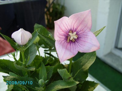 PICT0250.JPG