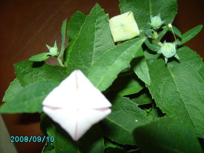 PICT0239 1 (2).JPG