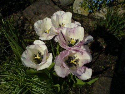 Garten 2007 047.jpg