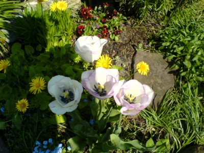 Garten 2007 046.jpg
