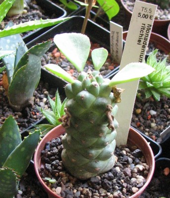 13.09.2008 Monadenium ritscherei.jpg