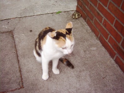 blumen tiere 025.jpg