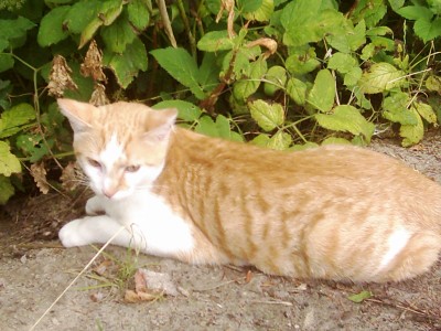 blumen tiere 030.jpg