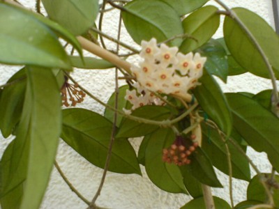 Garten 2007 050.jpg