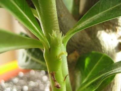 wüsti knospen.JPG