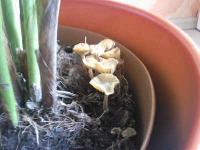 Foto003.jpg