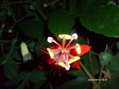 k-Botanischer Garten!082.JPG