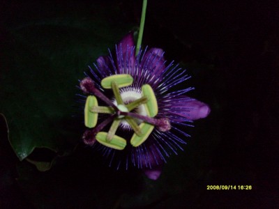 k-Botanischer Garten!079.JPG