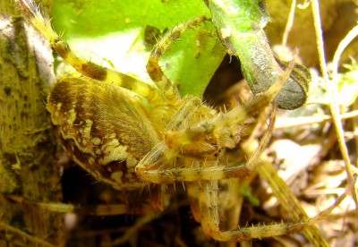 12.09.2008 spinnchen3.jpg