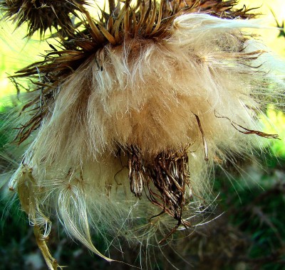 08.09.2008 distel.jpg