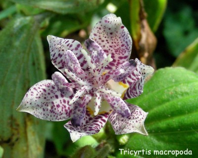 Macropoda w.jpg