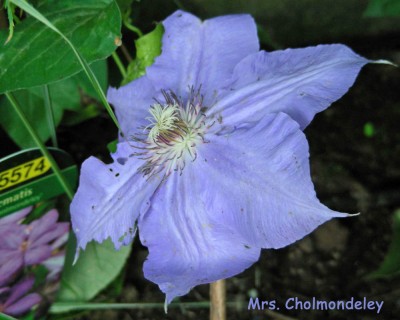 Cl. Mrs. Cholmondeley w.jpg