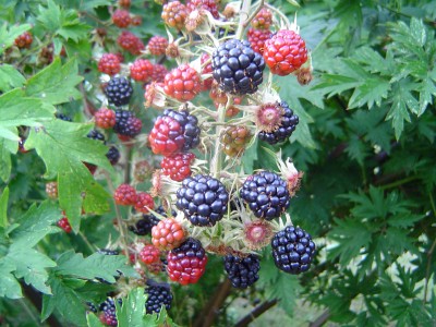 Brombeeren.jpg