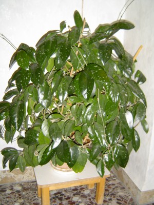 Hoya.jpg
