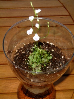 Utricularia 002.jpg