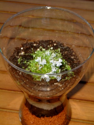 Utricularia 003.jpg
