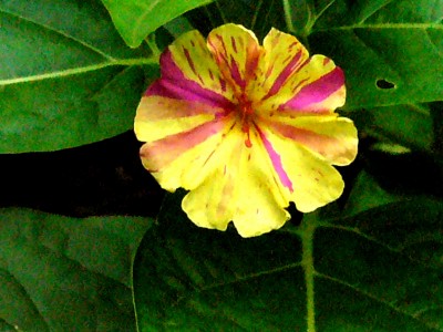 mirabilis jalapa 004.jpg
