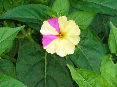 Mirabilis Jalapa 014.jpg