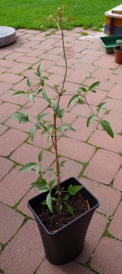 Clematis Bill MacKenzie.jpg