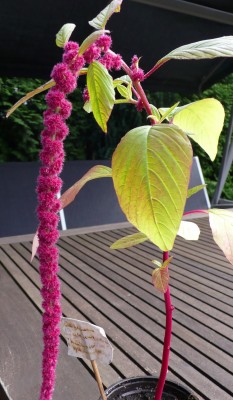 Fuchsschwanz.jpg