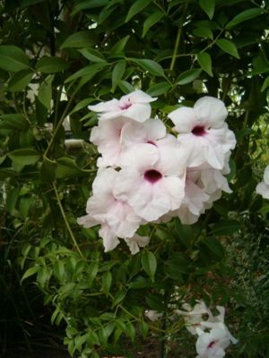 300px-Pandorea_jasminoides_.JPG