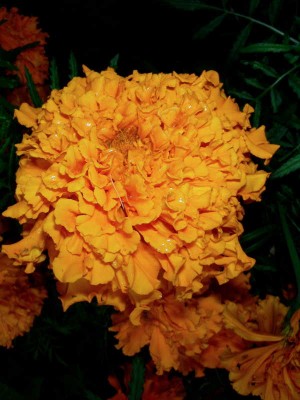 tagetes3.jpg