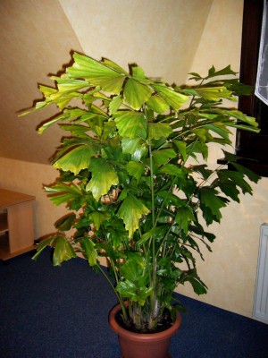 Herbst 014.jpg