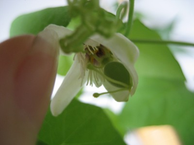 morifolia frucht.JPG