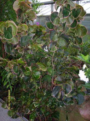 k-Botanischer Garten!022.JPG