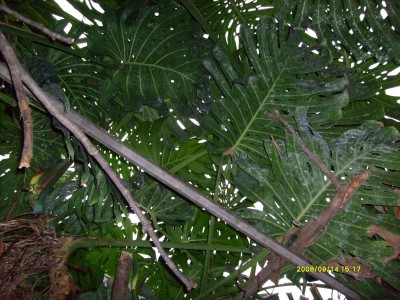 k-Botanischer Garten!017.JPG