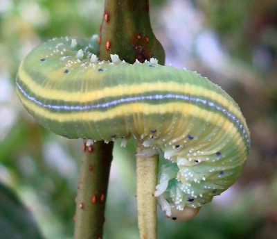 17.09.2008 erlenkind1.jpg