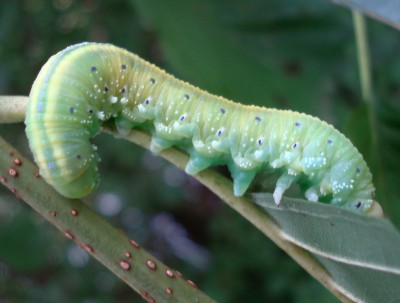 17.09.2008 erlenkind.jpg